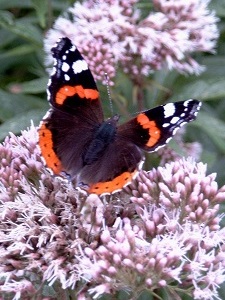 Pianta Farfalla