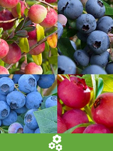 Value Pack di Piante da Frutto