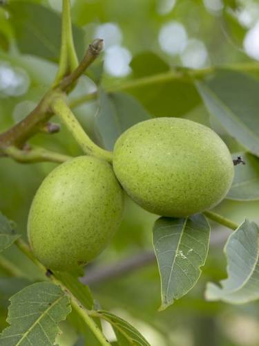 Altra Frutta
