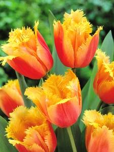 Tulipani sfrangiati