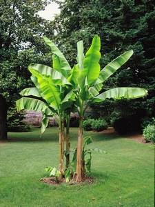 Banani