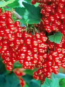 Bacche Rosse