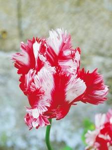 Tulipani pappagallo