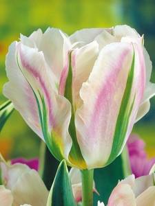 Tulipani Viridiflora