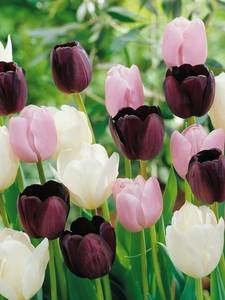Collezioni di Tulipani