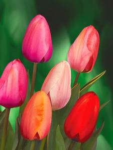 Tulipani Darwin