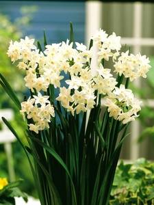 Tazetta Narcisi