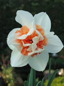 Narcisi a Doppia Fioritura