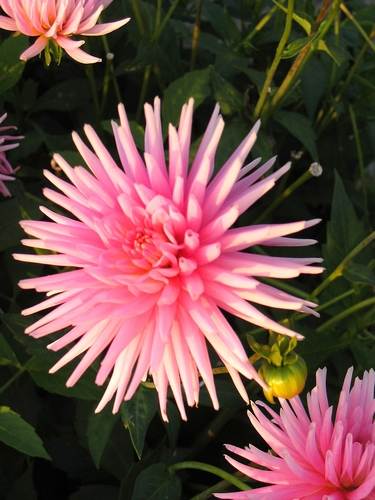 Dalia di cactus