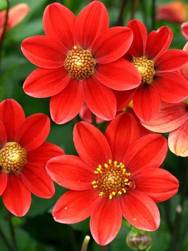 Dalia a fioritura singola
