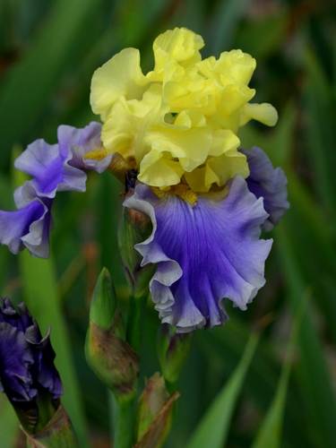 Iris Tedesca