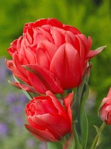 Greigii tulipani