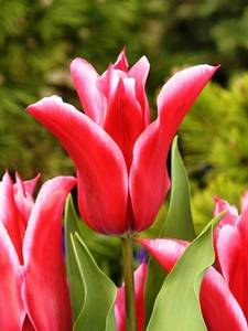 Tulipani a fiore di giglio