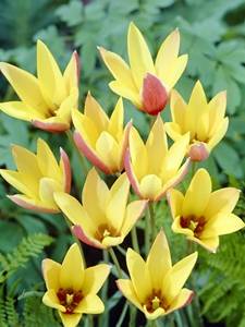 Tulipani botanici