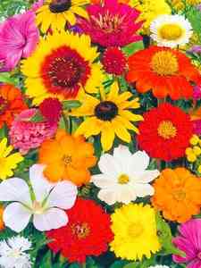 Semi di Fiori