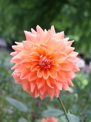 Dalia decorativa