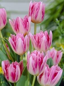 Tulipani Fioriti di Peonia