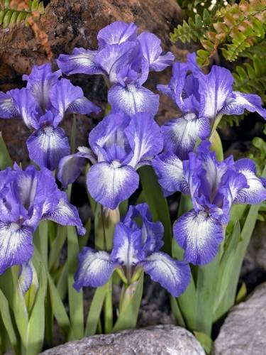 Iris si è messa in fila