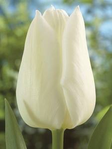 Trionfo dei Tulipani