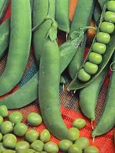 Verdure ed erbe aromatiche