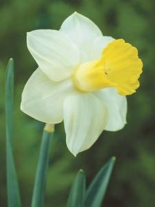 Narcisi ciclamino