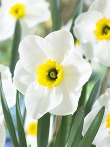 Piccoli Narcisi a Coppa