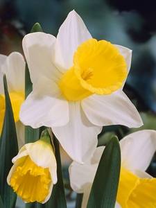 Narcisi