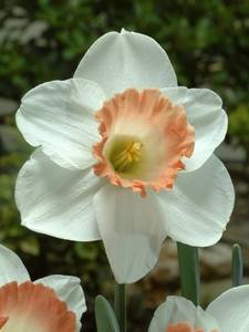 Narcisi a Tromba