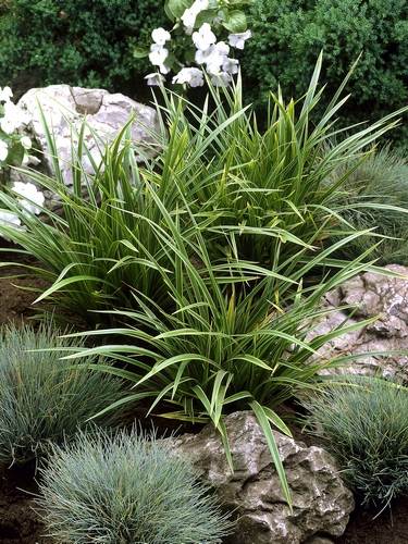 Carex