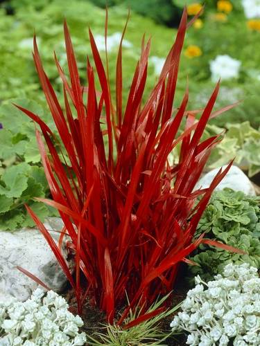 Altre graminacee ornamentali
