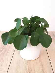 Peperomia
