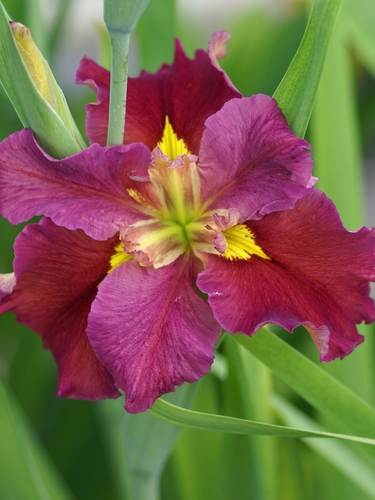 Iris della Louisiana