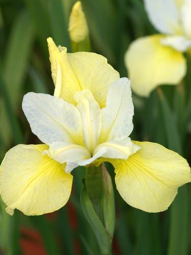 Iris Siberiano