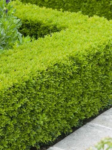Bosso - Buxus