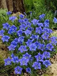 Genziana
