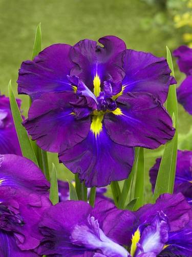 Iris Ensata Giapponese