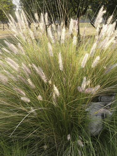 Erbe per il Giardino