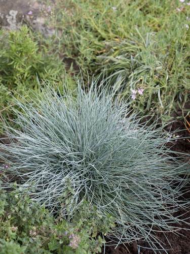 Festuca