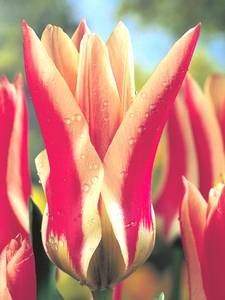 Tulipani Fosteriana