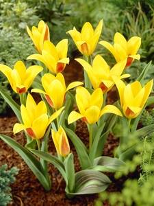 Tulipani Kaufmanniani