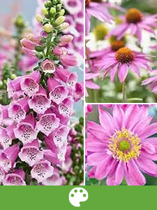 Perenni per colore
