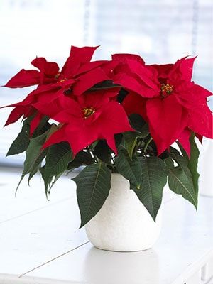 Stella di Natale