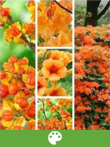 Arbusti per Colore