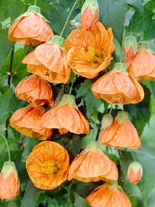 Abutilone