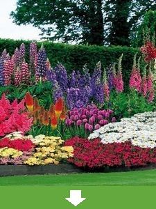 Tutte le Piante da Giardino