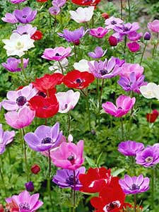Lampadine Anemone