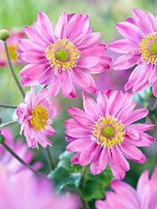Anemone - Fiore del vento