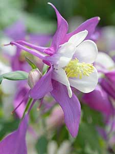 Aquilegia - Colombina