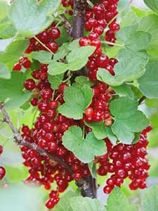 Frutti di Bosco