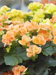 Begonia